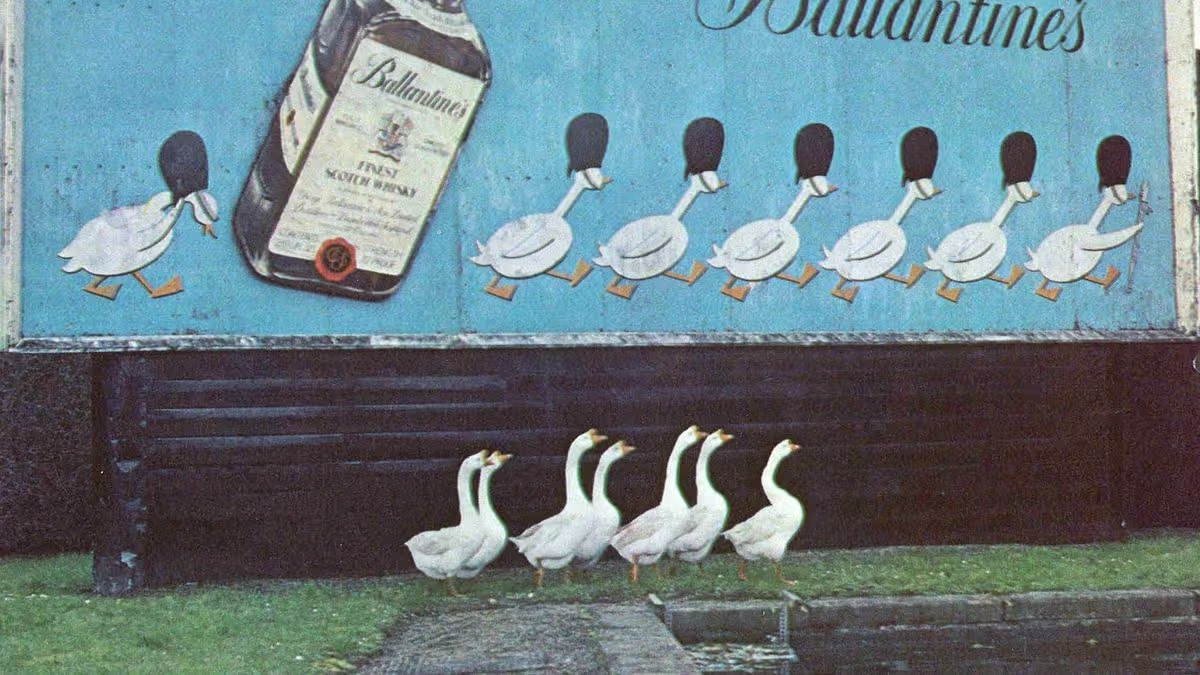 Los gansos de Ballantine’s